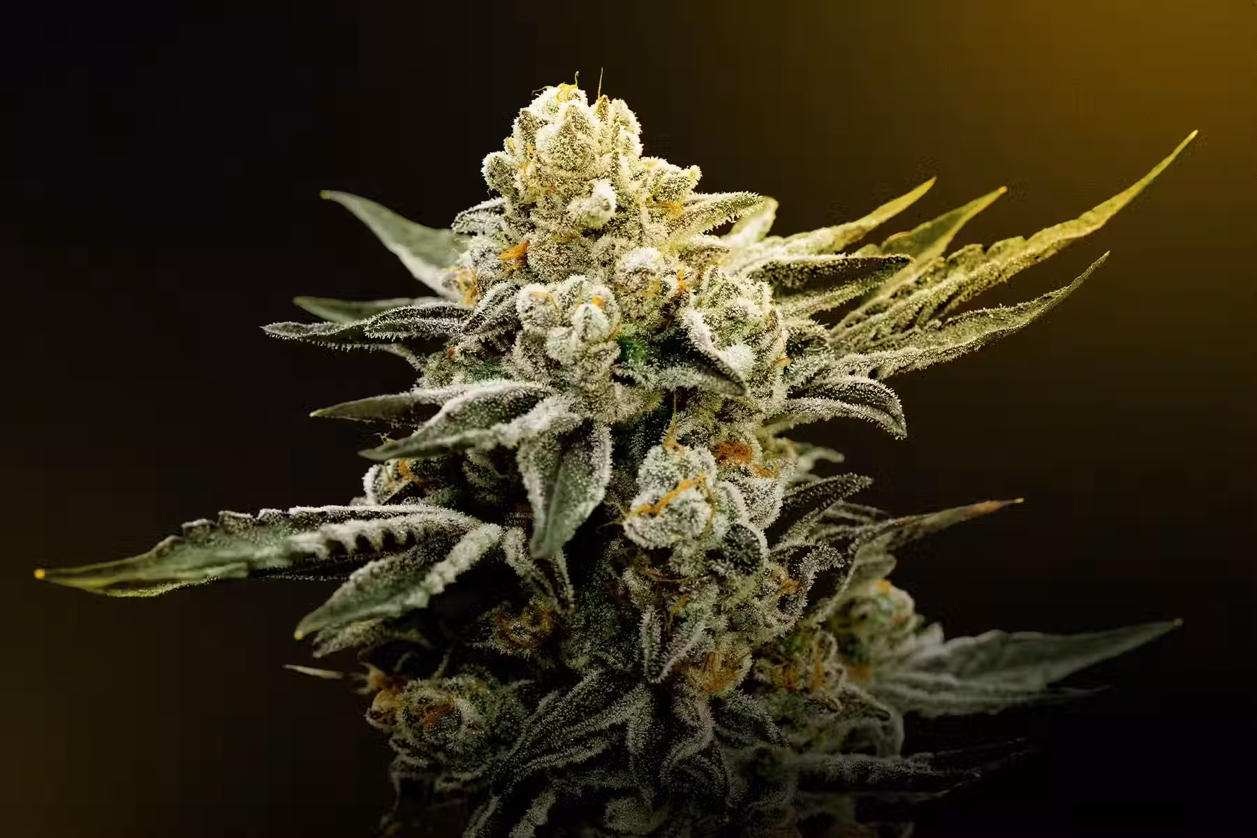 thca wholesale